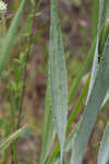 Yuccaleaf eryngo <BR>Northern rattlesnake master